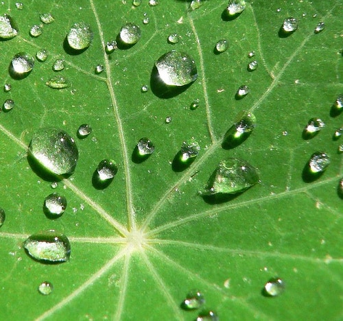 rain on sunburst leaf