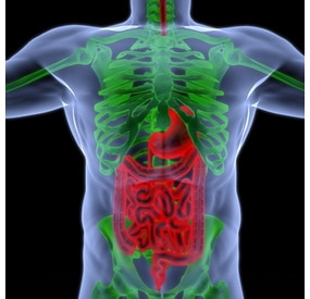 The human body by X-rays. intestine highlighted in red.
