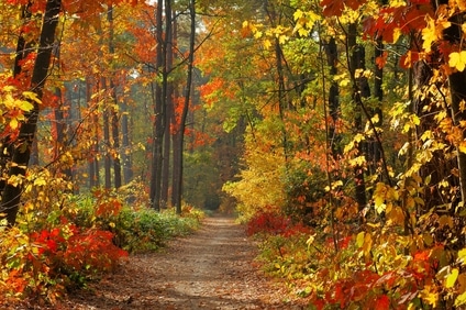 Fall in forest