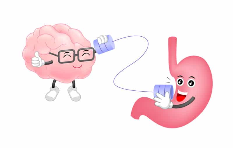 Cute human stomach talk to brain characters by can telephone. Cartoon  illustration isolated on white background. Healthy human stomach and brain characters, brain and stomach connection concept