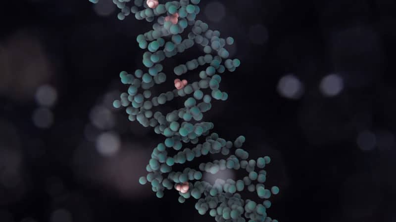 Methylation How to Identify Genetic Vulnerabilities and Optimize Health